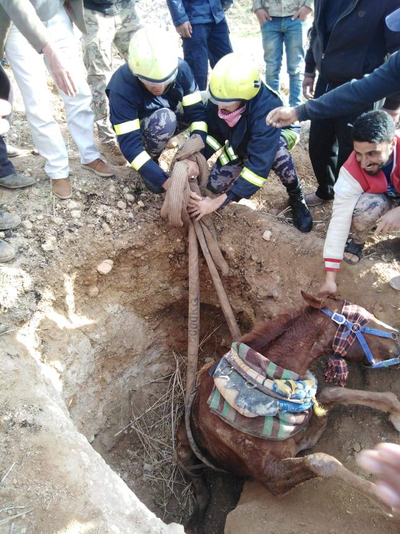 عراق الأمير .. الدفاع المدني ينقذ حصان وقع داخل حفرة