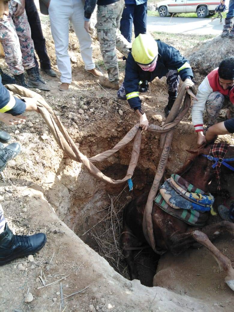 عراق الأمير .. الدفاع المدني ينقذ حصان وقع داخل حفرة