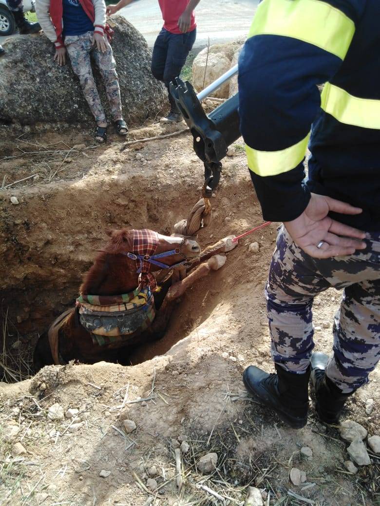 عراق الأمير .. الدفاع المدني ينقذ حصان وقع داخل حفرة