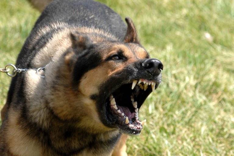 إنقاذ طفلة هاجمها كلب ضال في الكرك وحالتها العامة متوسطة