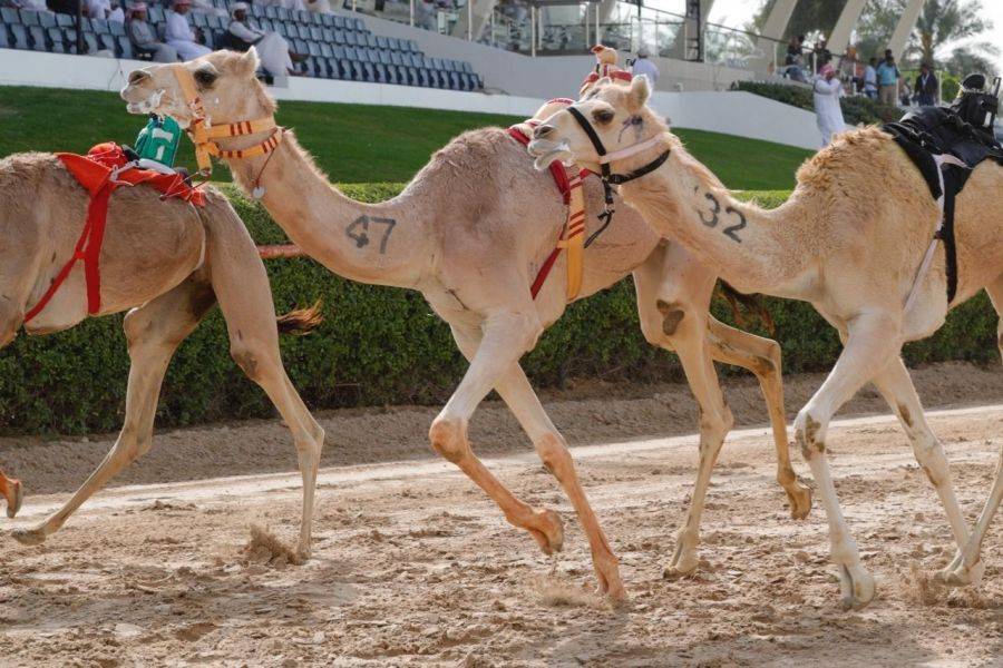 أعداد ضخمة من الحقایق تفتتح مھرجان سمو ولي عھد دبي للھجن