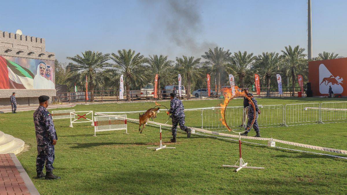 دائرة التنمیة السیاحیة تختتم بطولة عجمان الدولیة للكلاب الاصیلة