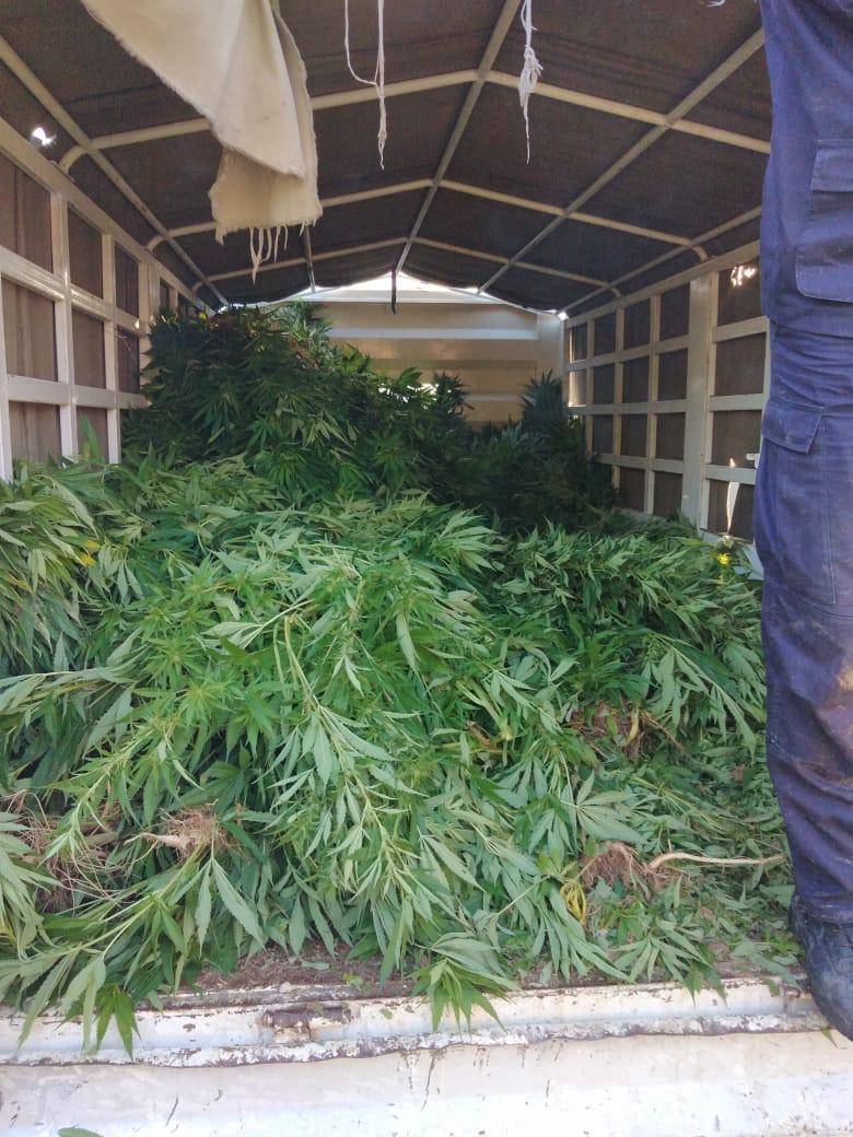 ضبط 1 طن من اشتال الماريجوانا بعد مداهمة موقعين استخدما لزراعتها في البلقاء