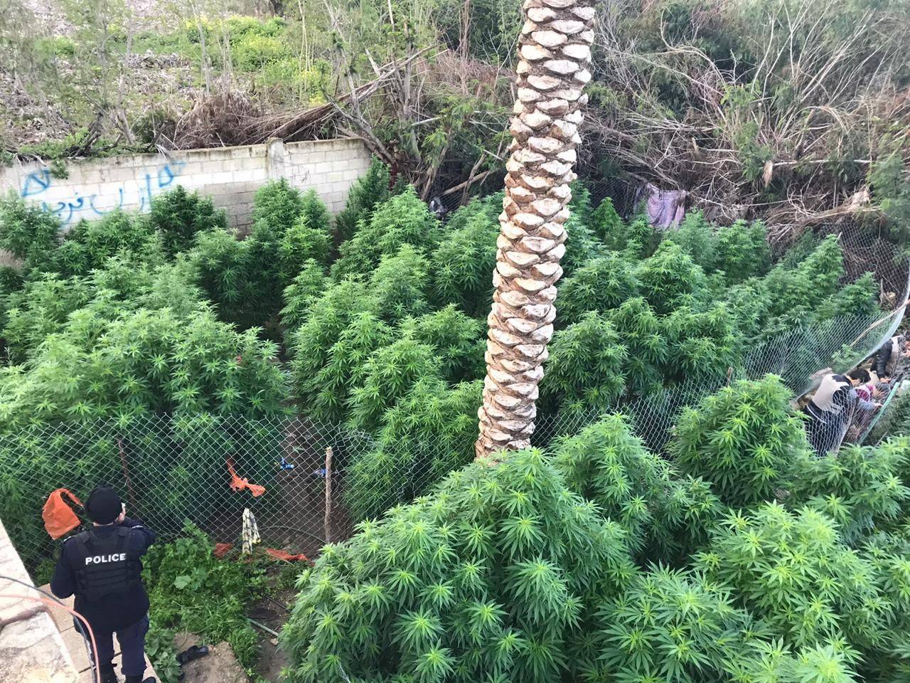 ضبط 1 طن من اشتال الماريجوانا بعد مداهمة موقعين استخدما لزراعتها في البلقاء