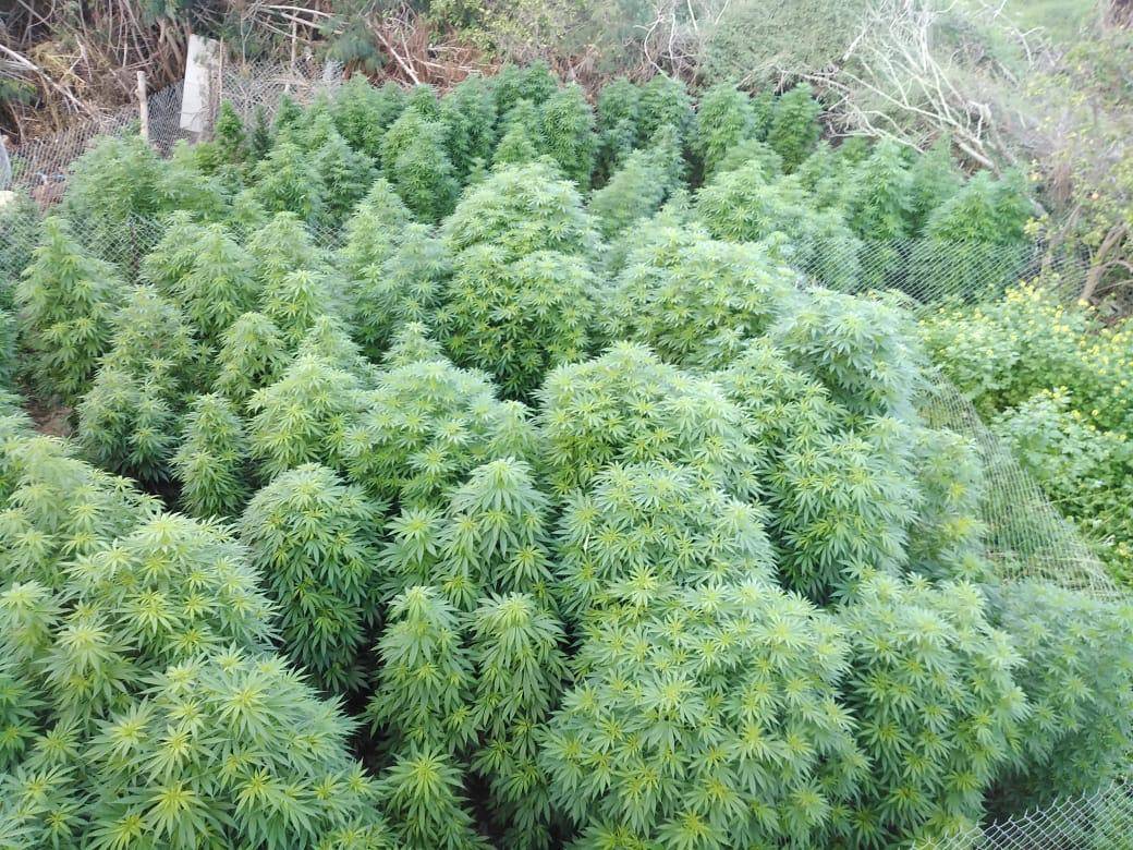 ضبط 1 طن من اشتال الماريجوانا بعد مداهمة موقعين استخدما لزراعتها في البلقاء