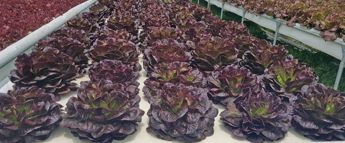 شركة أرميلا فارمز ترسي مفهوماً جديداً للمنتجات الزراعية المحلية في الإمارات