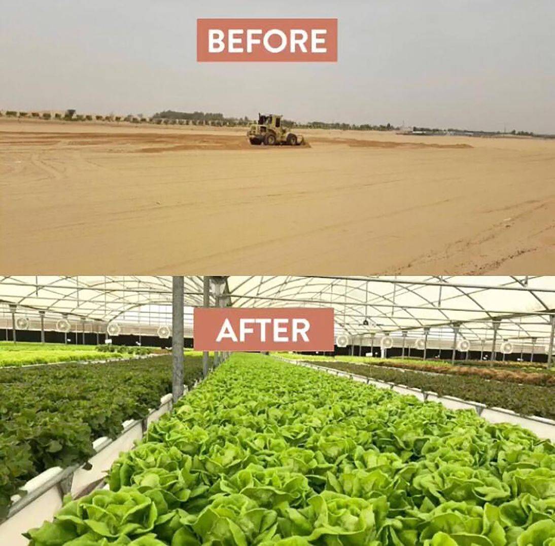 شركة أرميلا فارمز ترسي مفهوماً جديداً للمنتجات الزراعية المحلية في الإمارات