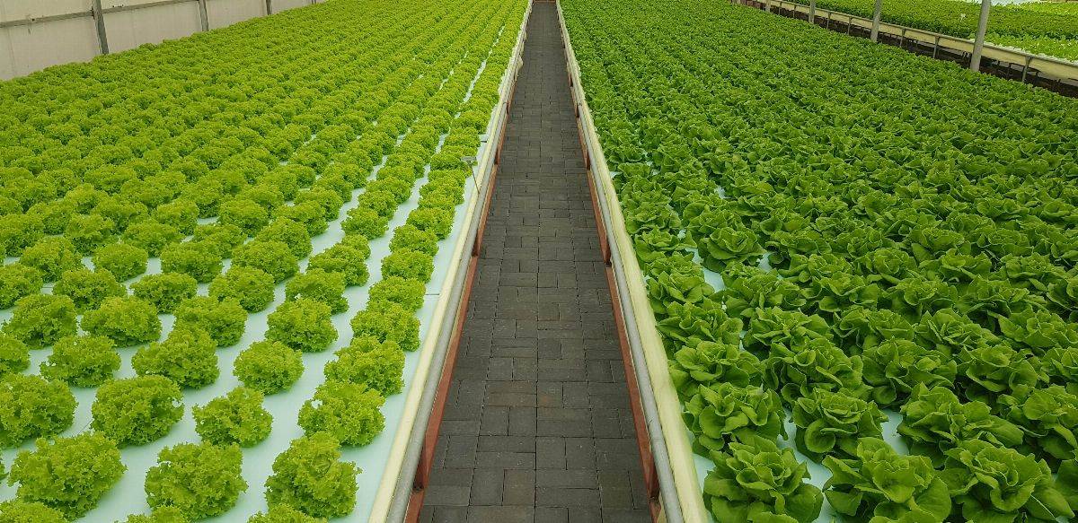 شركة أرميلا فارمز ترسي مفهوماً جديداً للمنتجات الزراعية المحلية في الإمارات