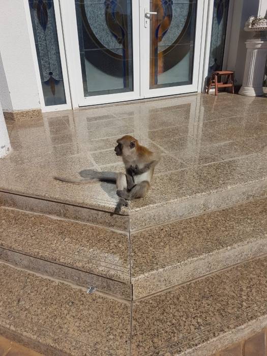 ھیئة البیئة والمحمیات الطبیعیة بالشارقة تتلقى 33 بلاغاً خلال 2019 بشأن الحیوانات الخطرة والمفترسة والمحظورة