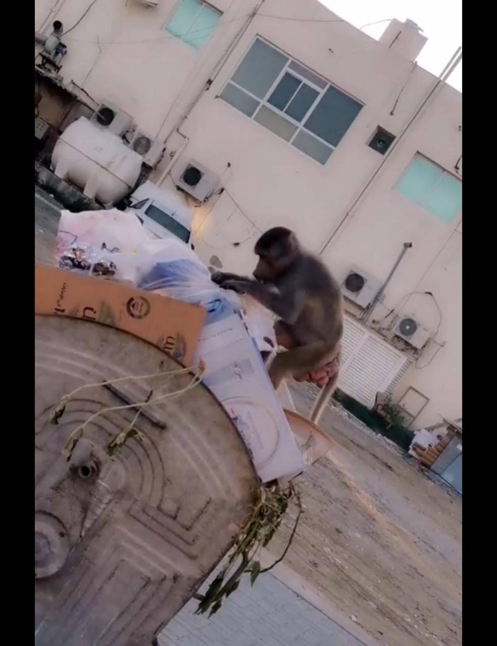 ھیئة البیئة والمحمیات الطبیعیة بالشارقة تتلقى 33 بلاغاً خلال 2019 بشأن الحیوانات الخطرة والمفترسة والمحظورة