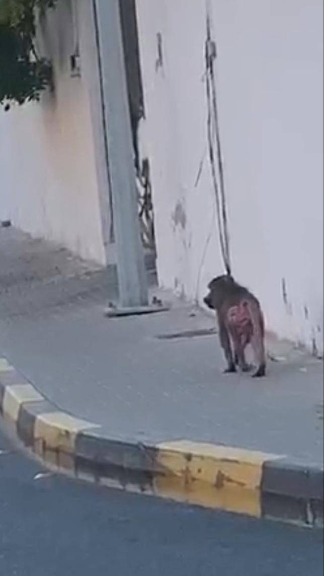 ھیئة البیئة والمحمیات الطبیعیة بالشارقة تتلقى 33 بلاغاً خلال 2019 بشأن الحیوانات الخطرة والمفترسة والمحظورة