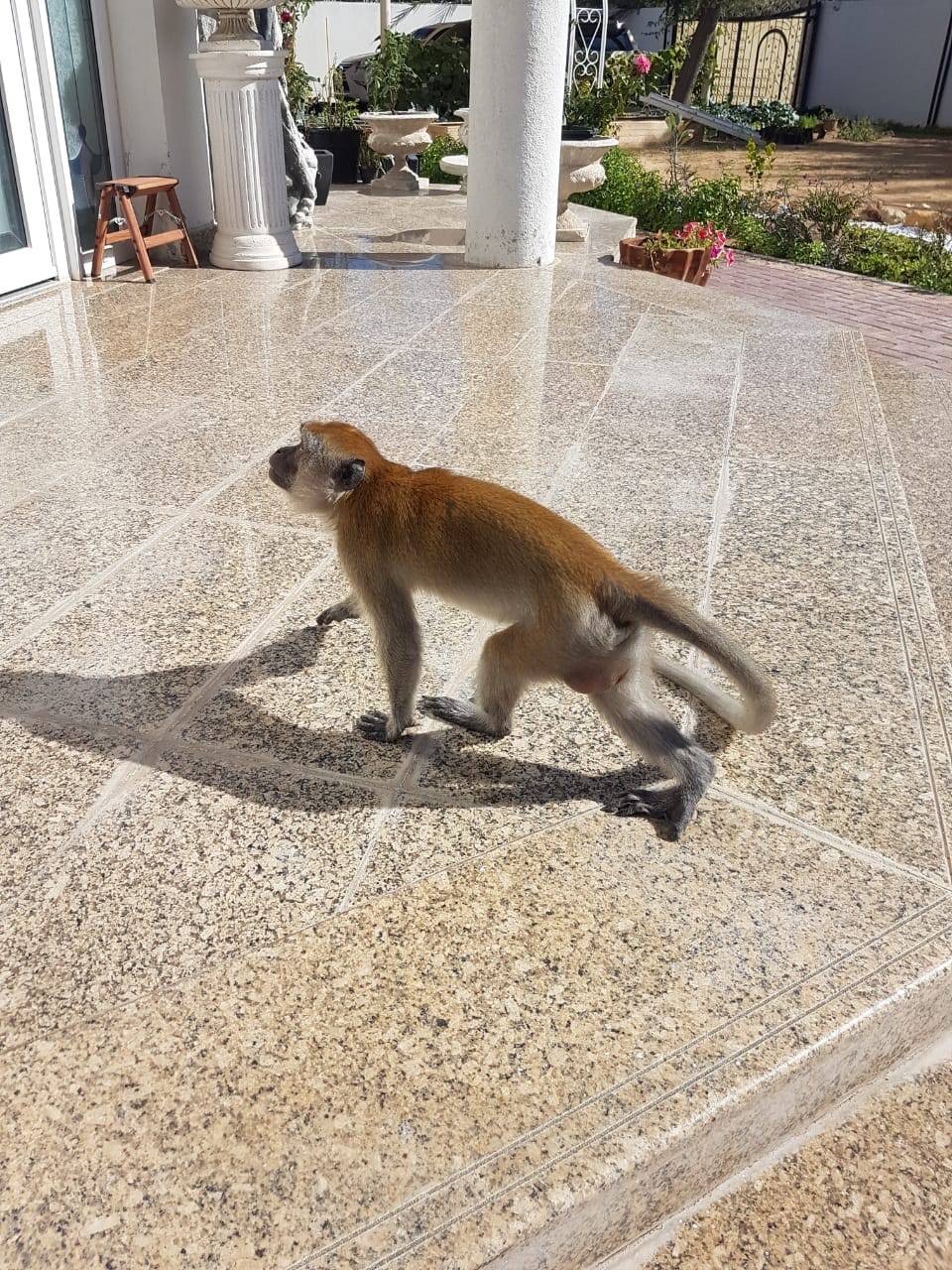 ھیئة البیئة والمحمیات الطبیعیة بالشارقة تتلقى 33 بلاغاً خلال 2019 بشأن الحیوانات الخطرة والمفترسة والمحظورة