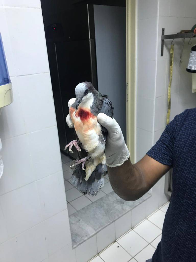 ھیئة البیئة والمحمیات الطبیعیة بالشارقة تحبط عملیة تھریب ١٤٦ حیواناً وطیراً مدرجة في سایتس