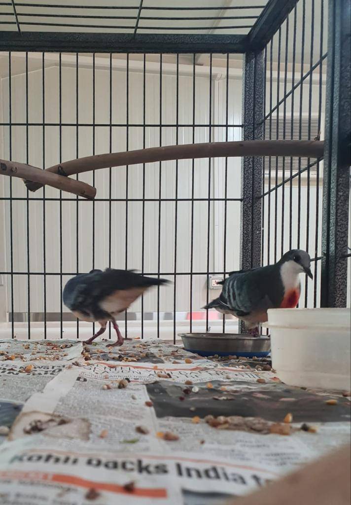 ھیئة البیئة والمحمیات الطبیعیة بالشارقة تحبط عملیة تھریب ١٤٦ حیواناً وطیراً مدرجة في سایتس