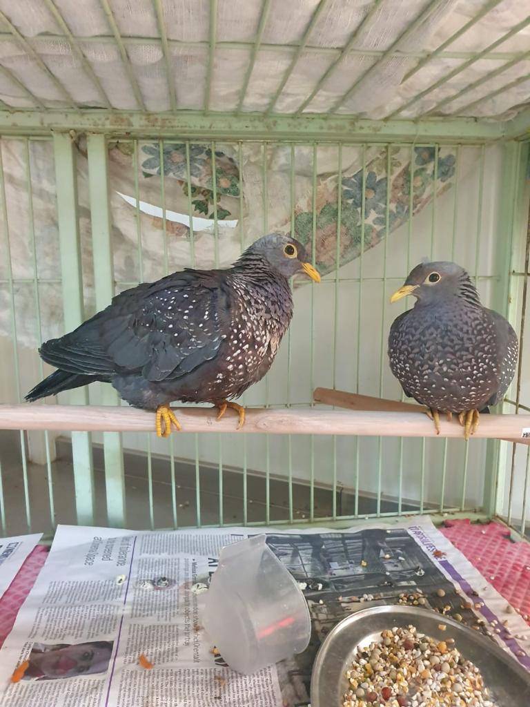 ھیئة البیئة والمحمیات الطبیعیة بالشارقة تحبط عملیة تھریب ١٤٦ حیواناً وطیراً مدرجة في سایتس