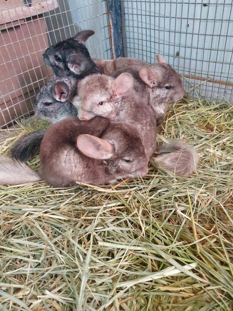 ھیئة البیئة والمحمیات الطبیعیة بالشارقة تحبط عملیة تھریب ١٤٦ حیواناً وطیراً مدرجة في سایتس