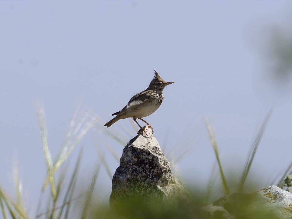 محميات فلسطين: العائلات الفلسطينية رصدت أكثر من ثمانية آلاف طائرا من شرفات منازلها خلال أسبوع