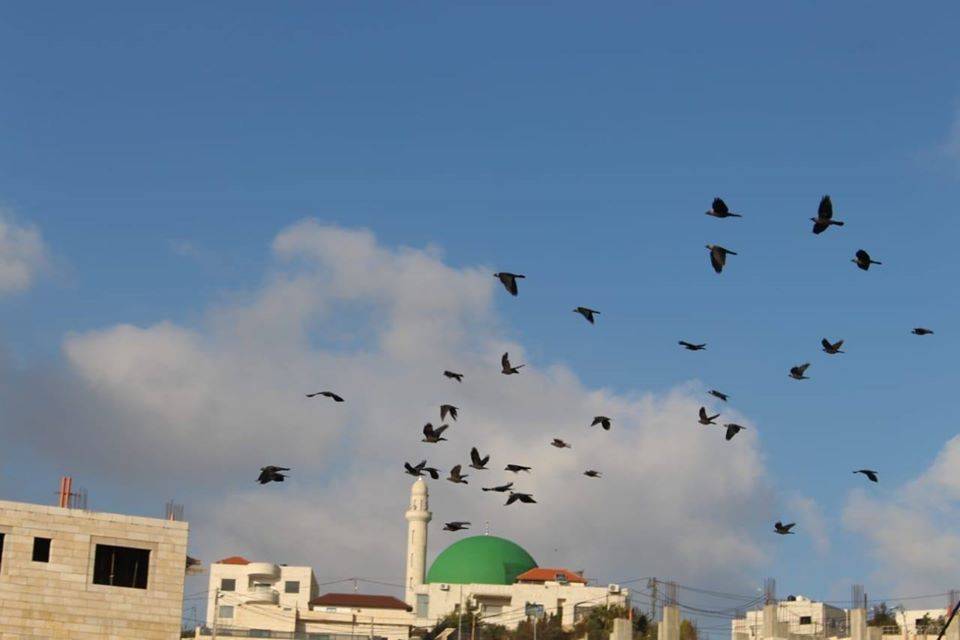 محميات فلسطين: العائلات الفلسطينية رصدت أكثر من ثمانية آلاف طائرا من شرفات منازلها خلال أسبوع