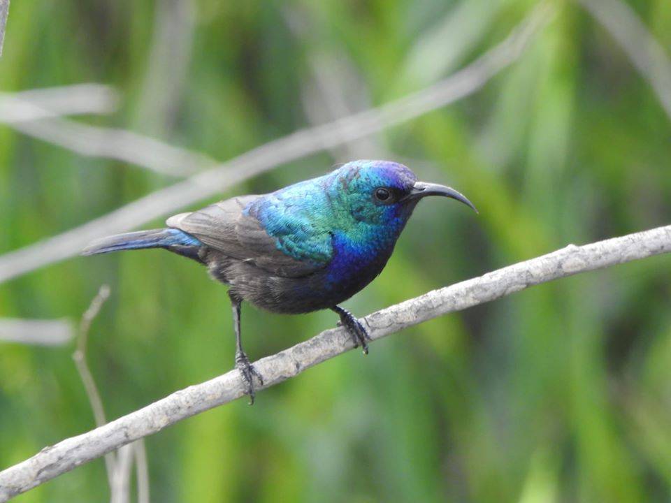 محميات فلسطين: العائلات الفلسطينية رصدت أكثر من ثمانية آلاف طائرا من شرفات منازلها خلال أسبوع
