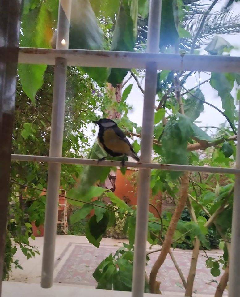 محميات فلسطين: العائلات الفلسطينية رصدت أكثر من ثمانية آلاف طائرا من شرفات منازلها خلال أسبوع