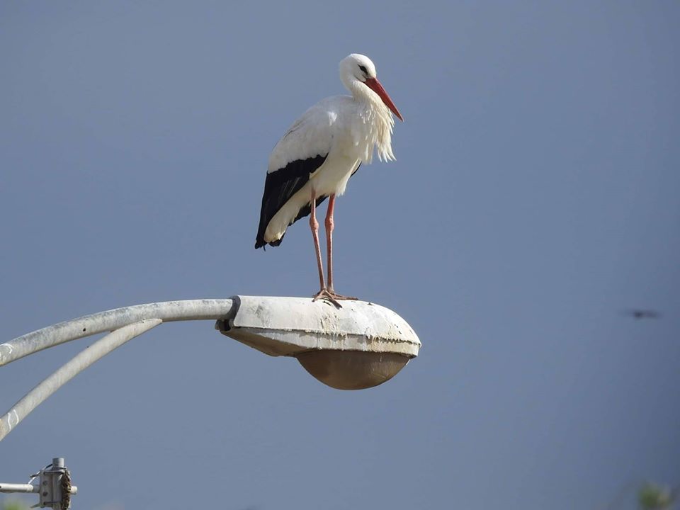 محميات فلسطين: العائلات الفلسطينية رصدت أكثر من ثمانية آلاف طائرا من شرفات منازلها خلال أسبوع