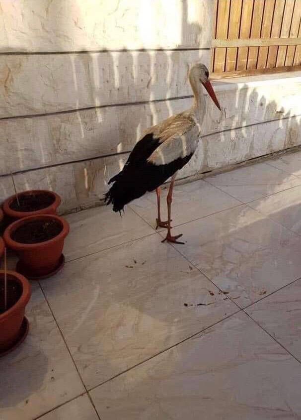 صيد طيور وحيوانات برية بشكل مخالف وفي فترة الحظر 