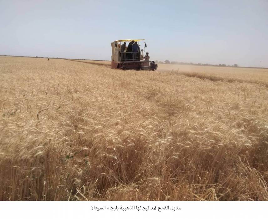 سنابل القمح تمد تيجانها الذهبية بارجاء السودان وتتطلع لموسم حصاد غير مسبوق