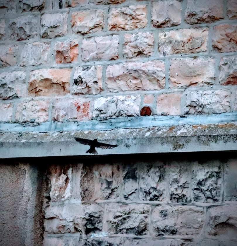 محميات فلسطين : الطيور المهاجرة تربط عالمنا كما ربط طائر السمامة فلسطين بالعالم