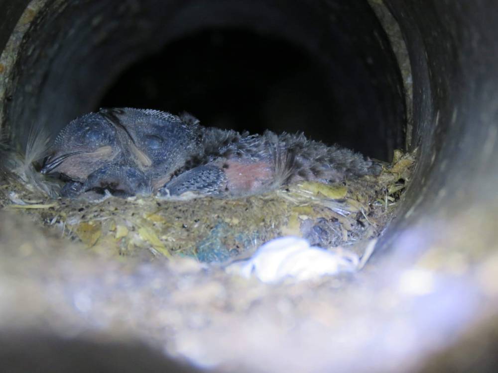 محميات فلسطين : الطيور المهاجرة تربط عالمنا كما ربط طائر السمامة فلسطين بالعالم