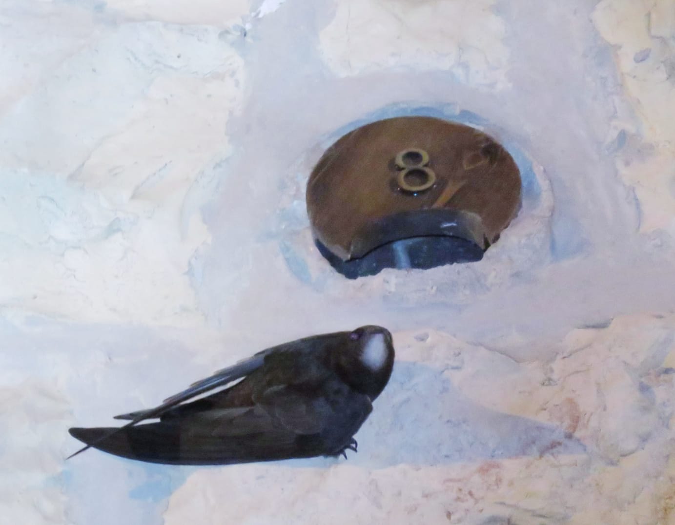 محميات فلسطين : الطيور المهاجرة تربط عالمنا كما ربط طائر السمامة فلسطين بالعالم