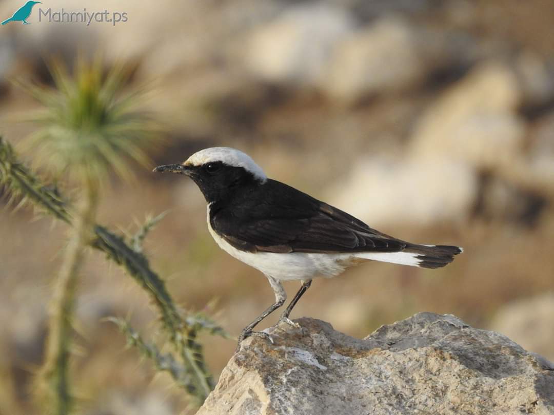 موقع محميات فلسطين يشارك العالم الاحتفال بيوم التنوع البيولوجي