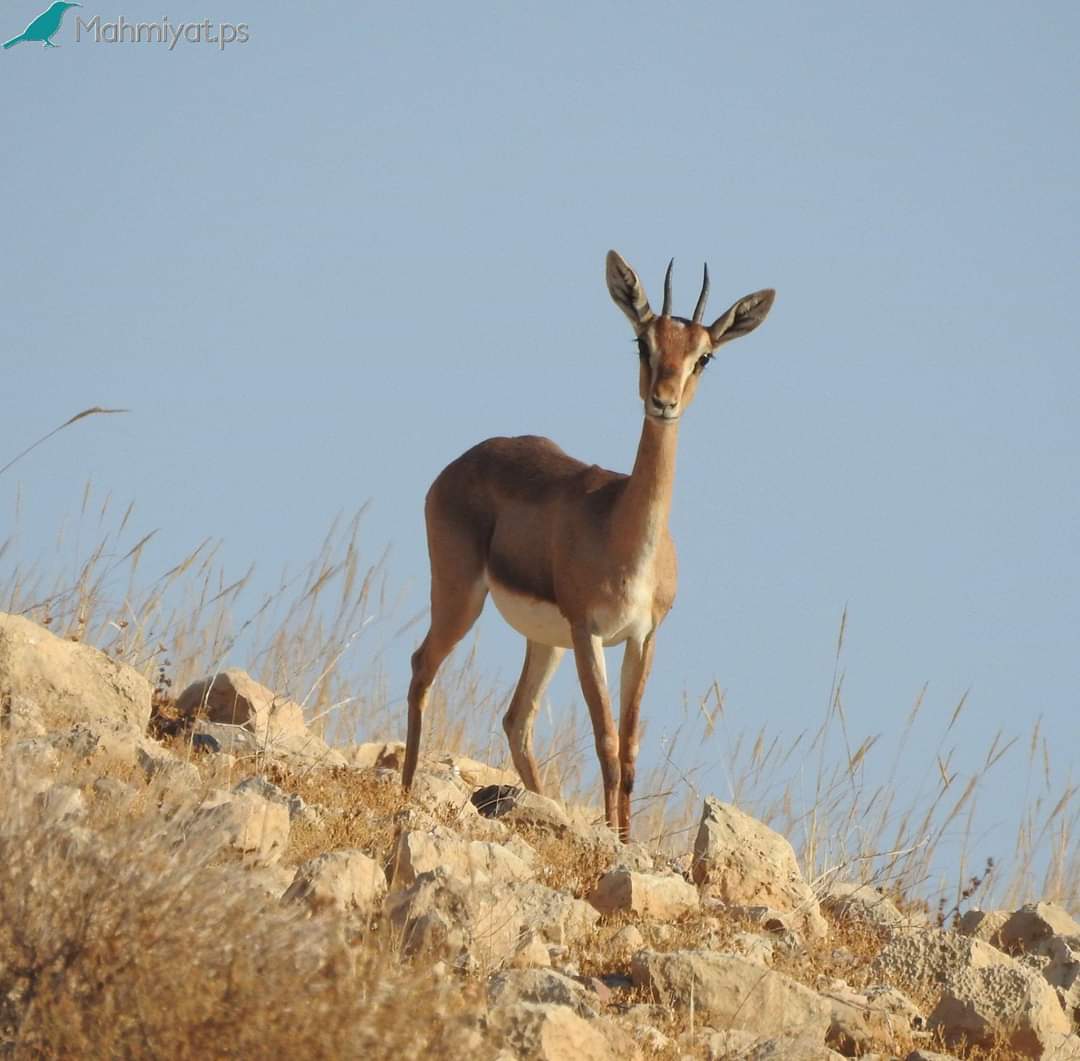 موقع محميات فلسطين يشارك العالم الاحتفال بيوم التنوع البيولوجي
