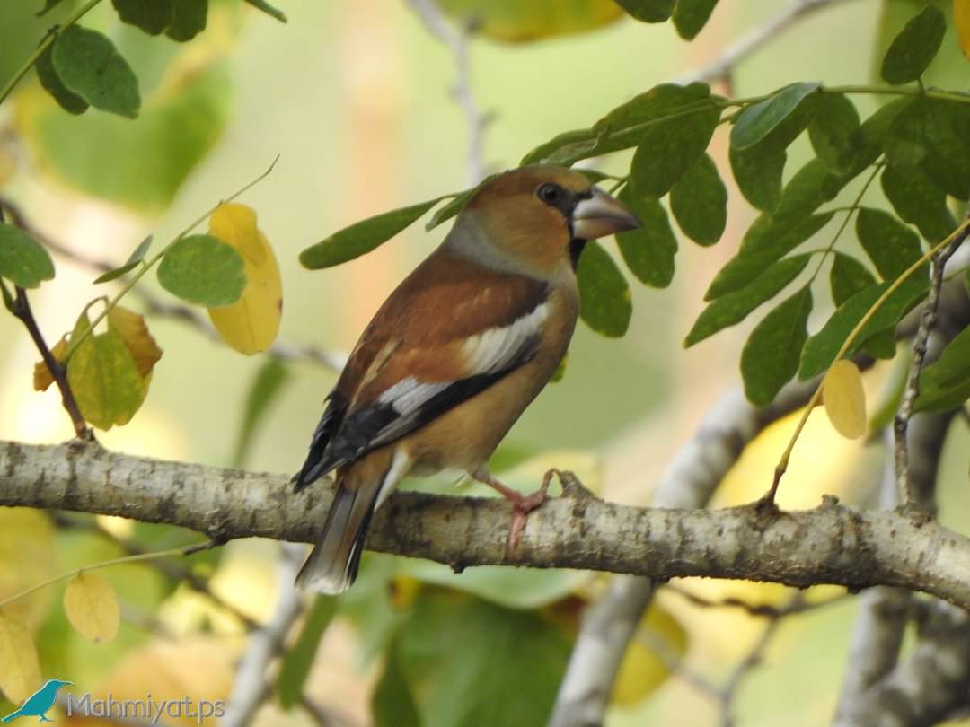 موقع محميات فلسطين يشارك العالم الاحتفال بيوم التنوع البيولوجي