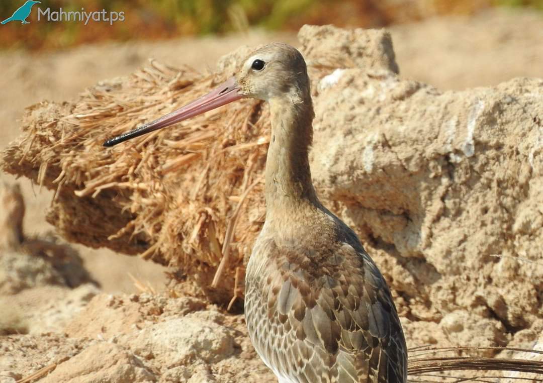 موقع محميات فلسطين يشارك العالم الاحتفال بيوم التنوع البيولوجي