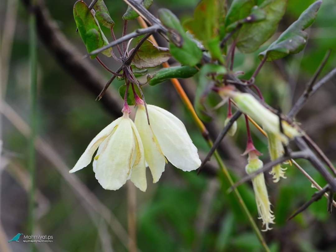 موقع محميات فلسطين يشارك العالم الاحتفال بيوم التنوع البيولوجي