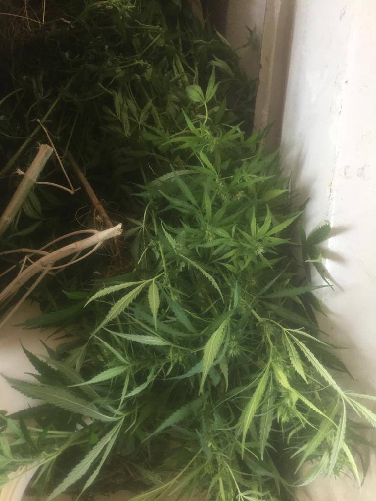 القاء القبض على مطلوب بقضايا القتل العمد وضبط كمية من اشتال الماريجوانا المخدرة 