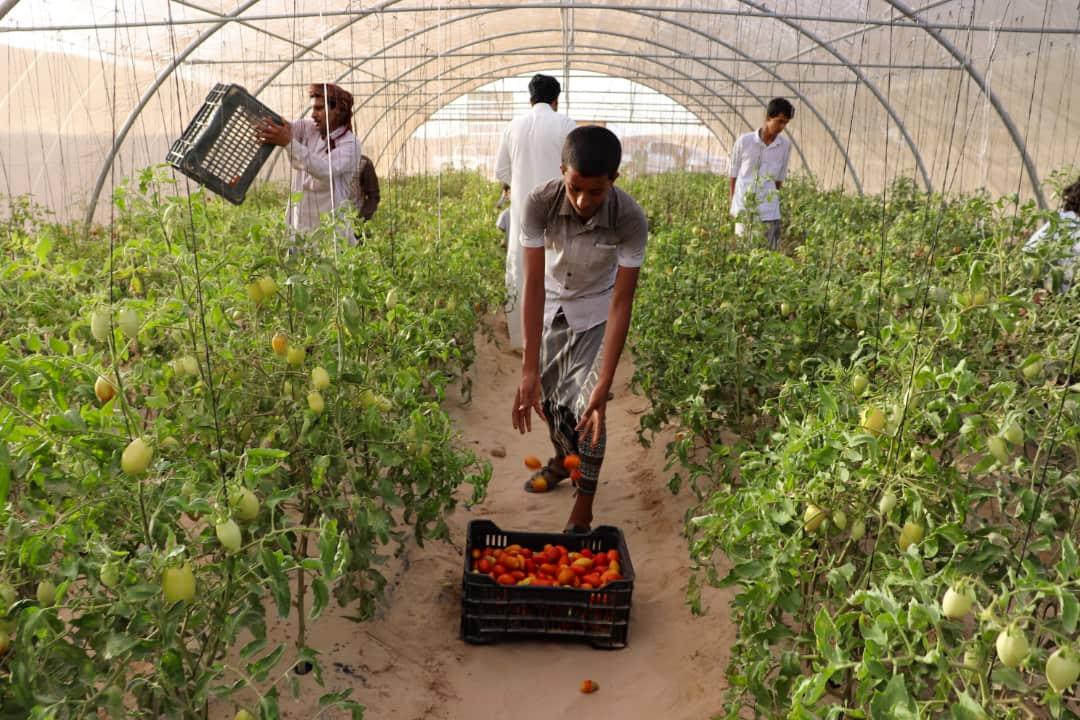 «إعمار اليمن» يدعم مجالات الأمن الغذائي والصحة والمياه والاصحاح البيئي