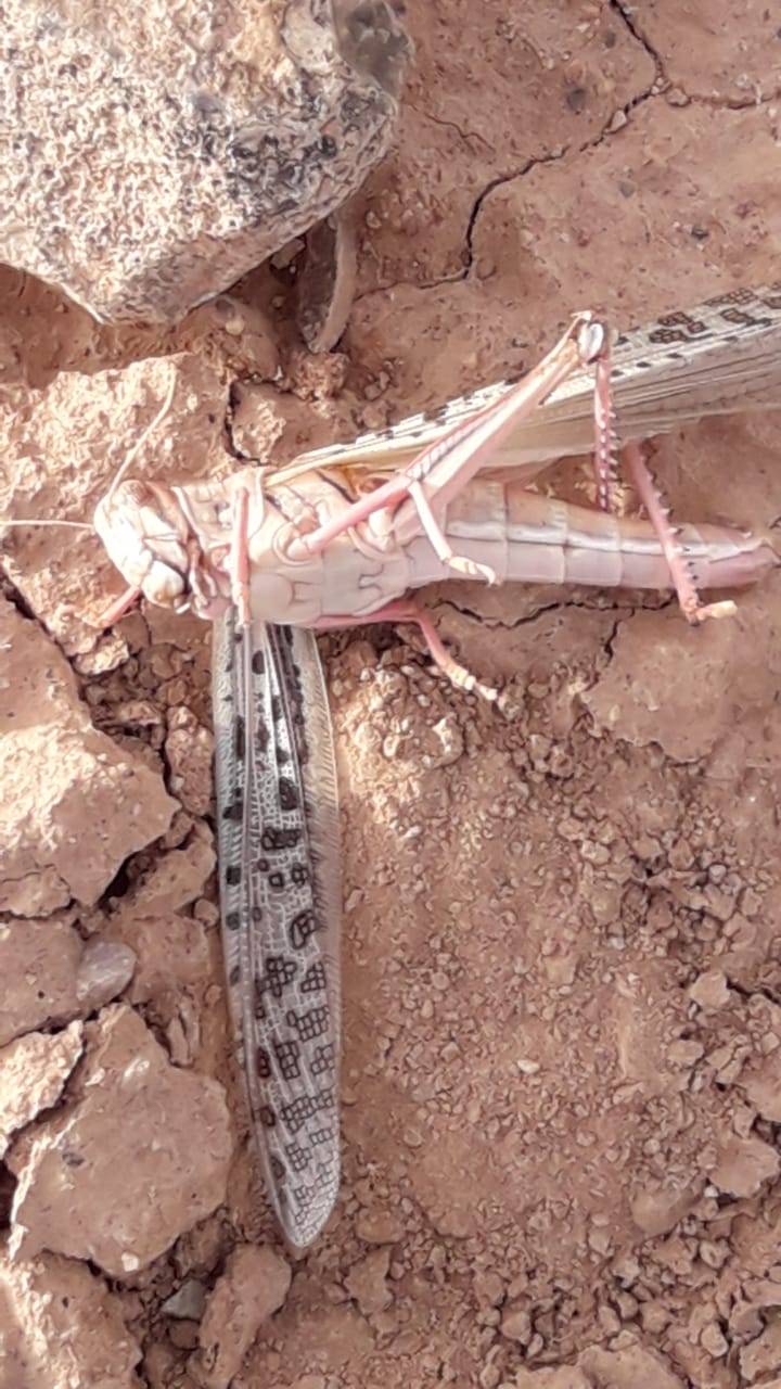 بيان صادر عن وزارة الزراعة حول وصول كميات محدوده من الجراد الصحراوي لمنطقة الرويشد