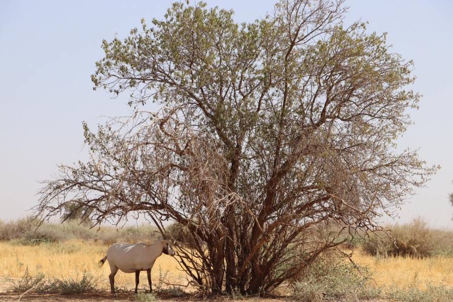 الملكية لحماية الطبيعة تفتح محمياتها و خصم ٢٥ على كافة المرافق لتشجيع السياحة الداخلية المستدامة