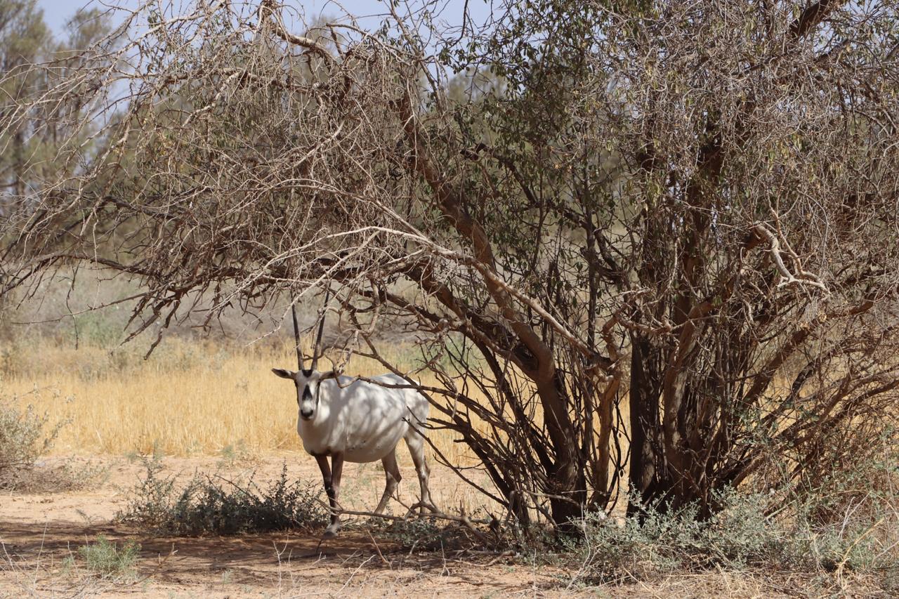 الجمعية الملكية لحماية الطبيعة تفتتح محمياتها وكافة مرافقها أمام الزوار