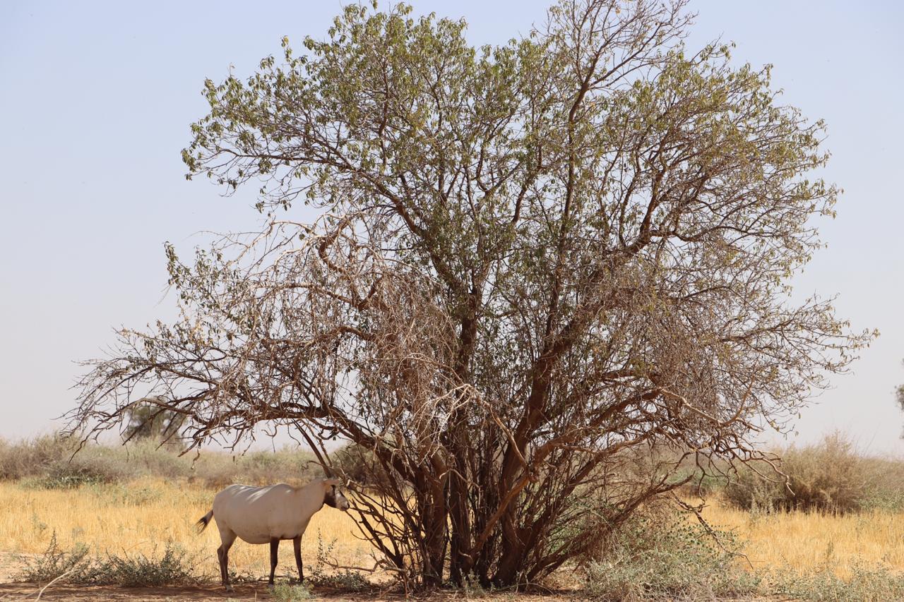 الملكية لحماية الطبيعة تفتح محمياتها و خصم ٢٥% على كافة المرافق لتشجيع السياحة الداخلية المستدامة