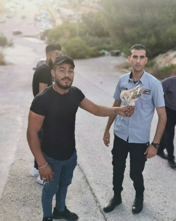 سلطة جودة البيئة تطلق سراح طائر  البومة البيضاء ــ بوم حظائر  في نابلس