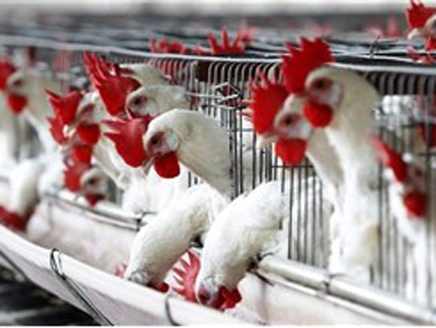 جرش: إغلاق محل لبيع الدواجن خالف التعليمات الصحية