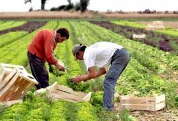 منحة ايطالية بقيمة مليون يورو لتطوير الزراعة في المملكة
