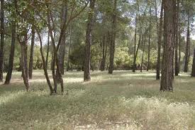 جرش : ترشيح محمية غابات دبين لعضوية محميات القائمة الخضراء