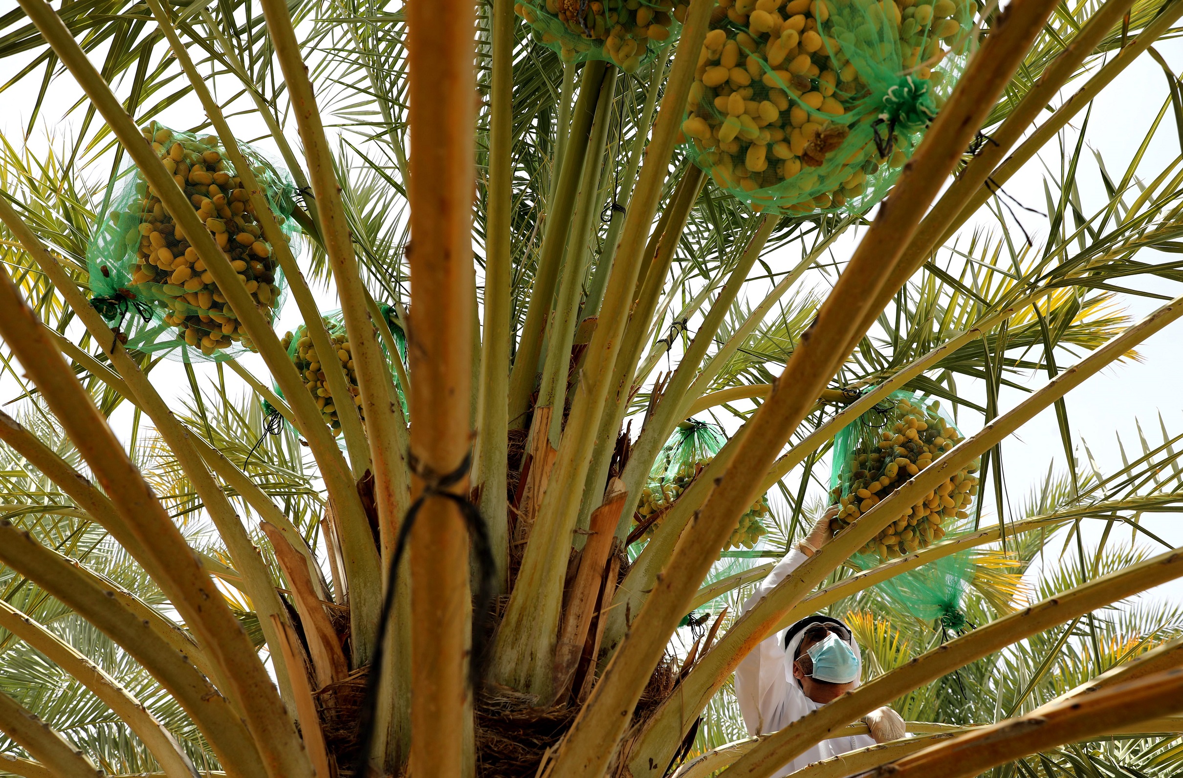 لجان تحكيم مهرجان ليوا للرطب 16 تزور المزارع المشاركة في مسابقة المزرعة النموذجية