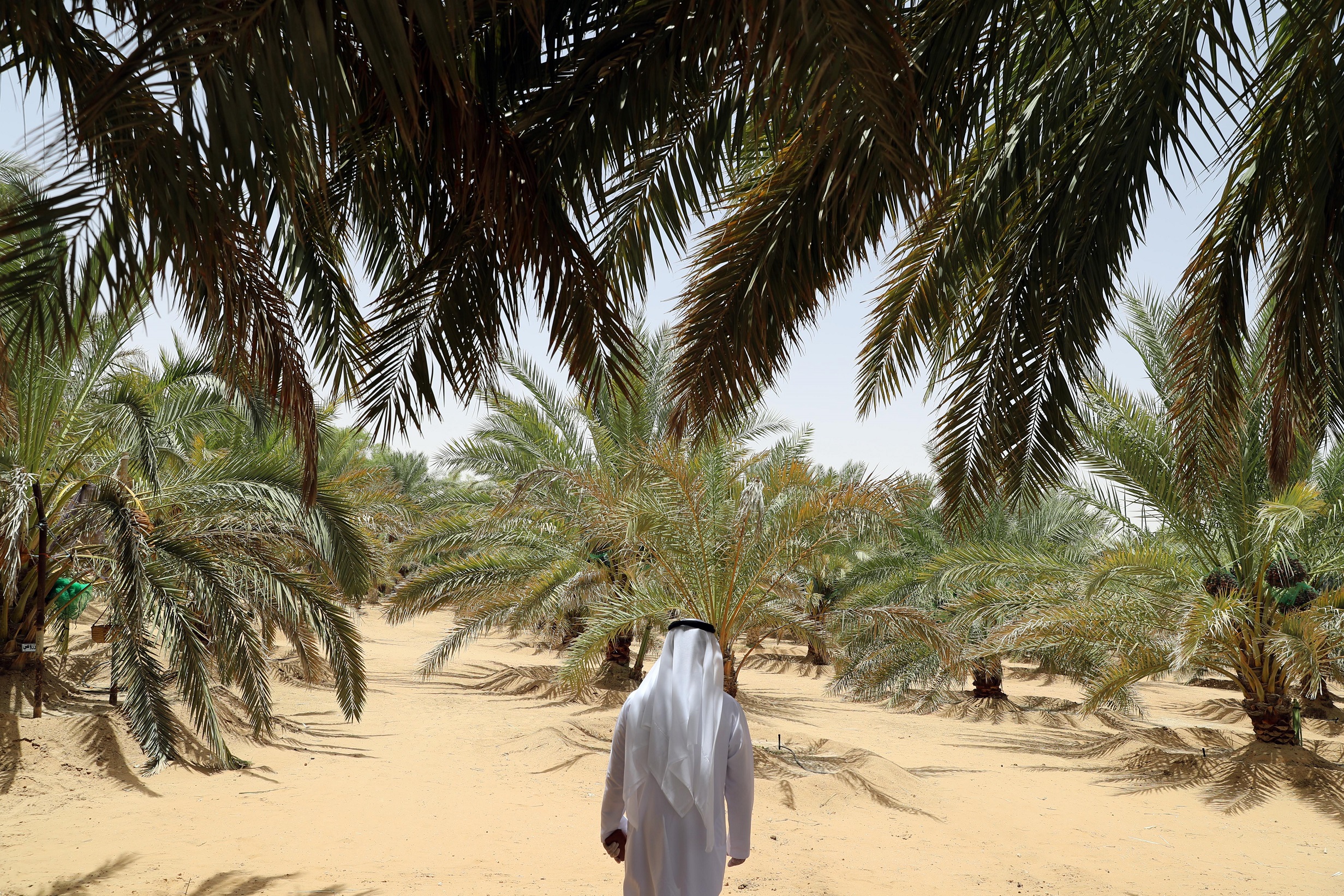 لجان تحكيم مهرجان ليوا للرطب 16 تزور المزارع المشاركة في مسابقة المزرعة النموذجية