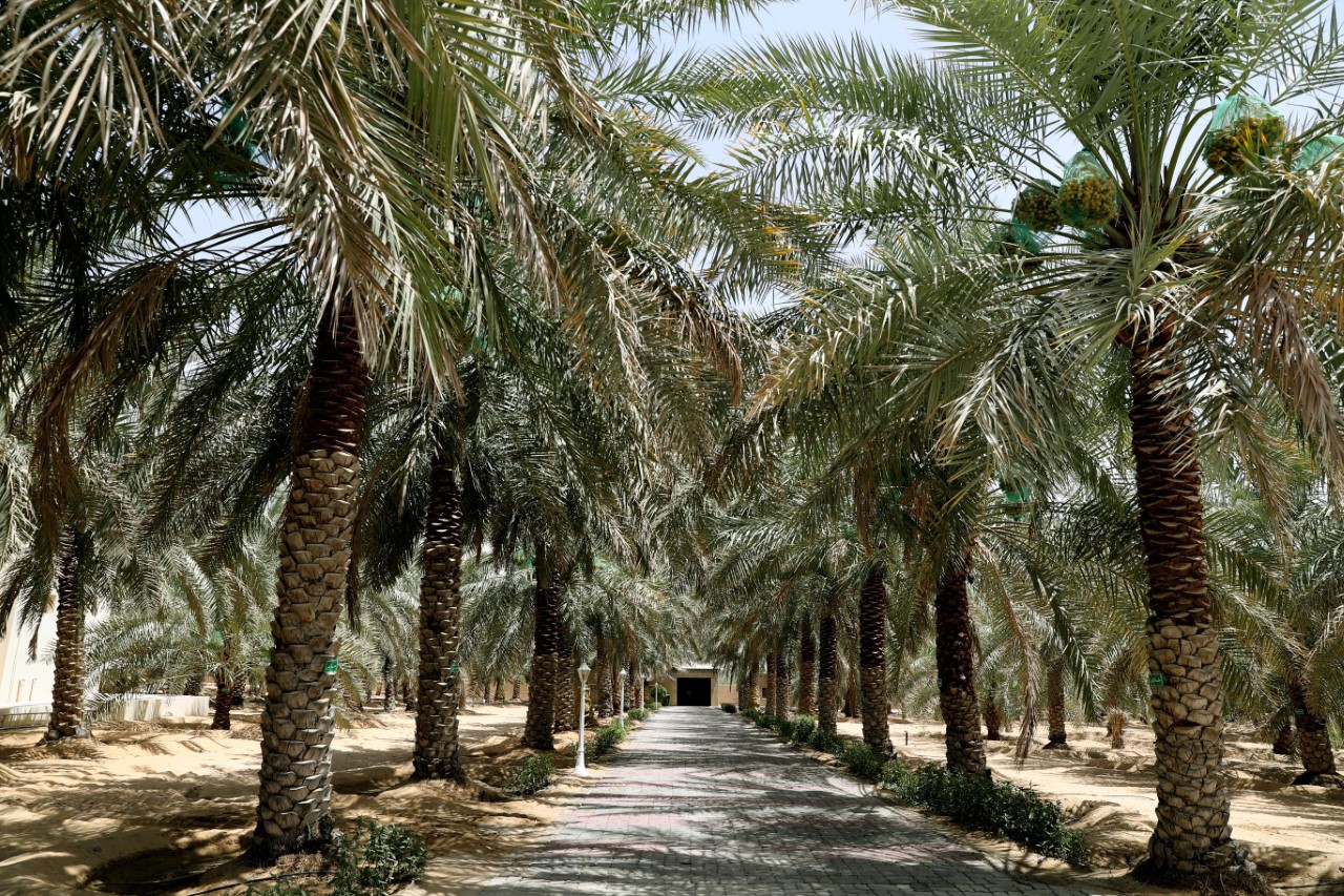 الظفرة : مهرجان ليوا للرطب يختتم دورته 16