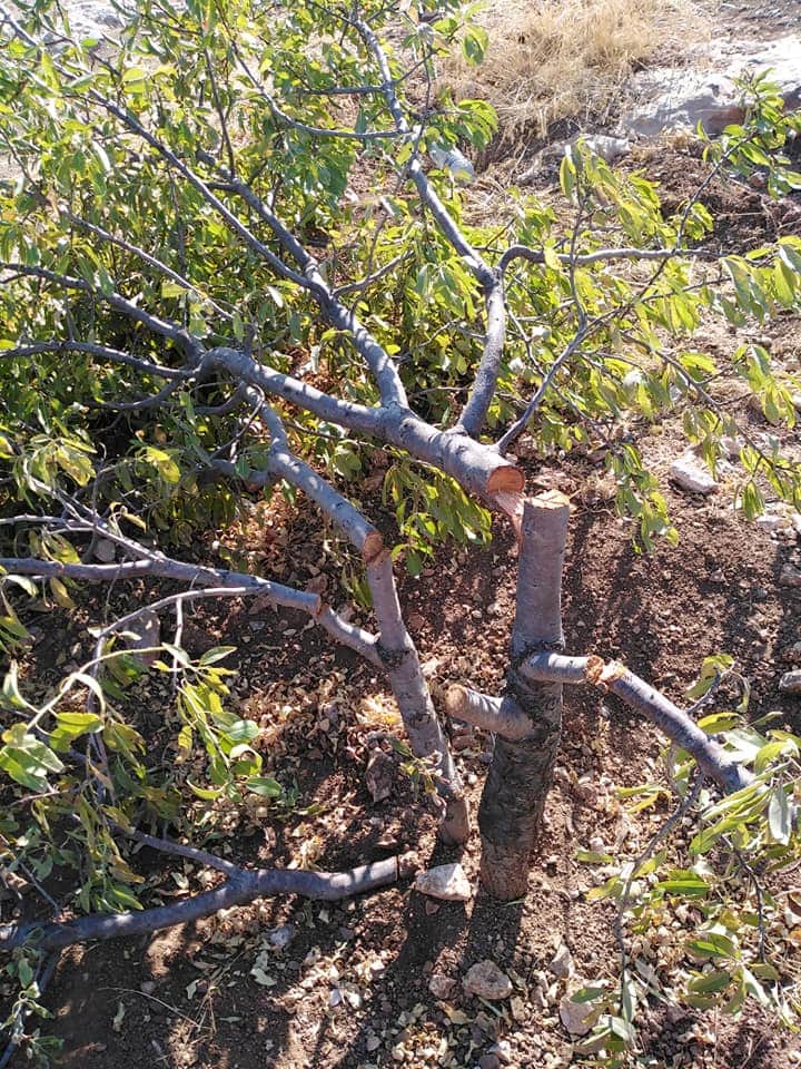 مادبا :  مزرعة تتعرض للحرائق وتقطيع الأشجار أكثر من خمس مرات