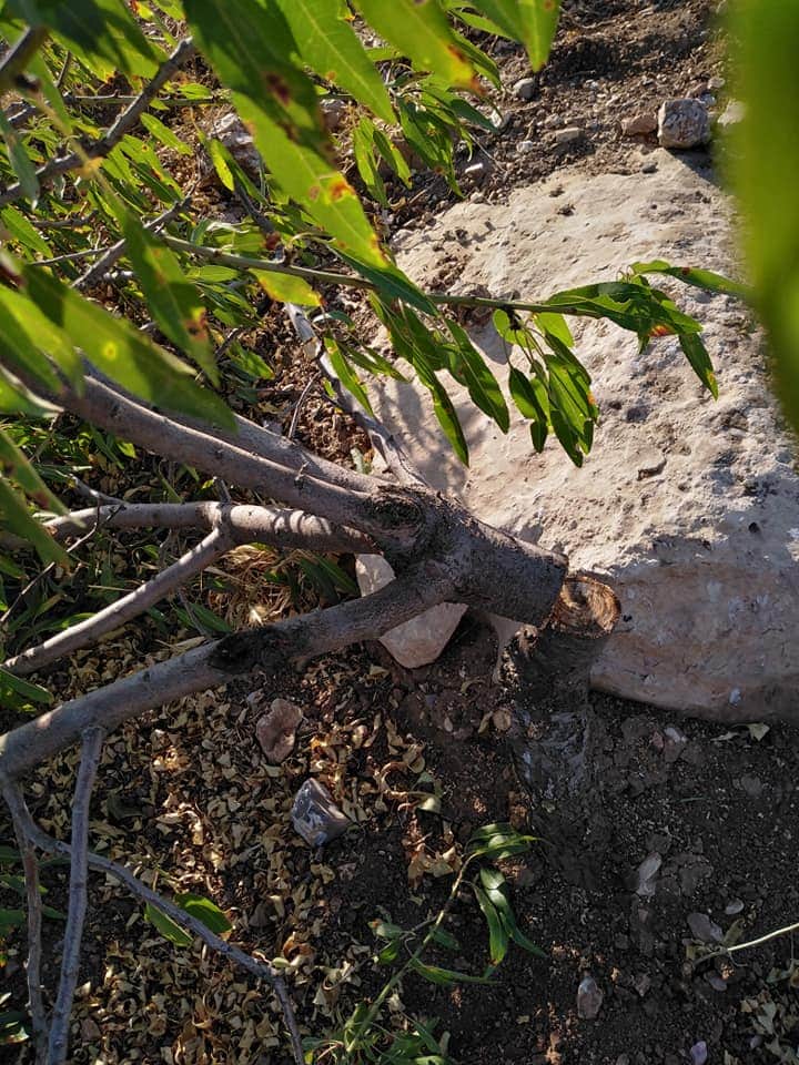 مادبا :  مزرعة تتعرض للحرائق وتقطيع الأشجار أكثر من خمس مرات